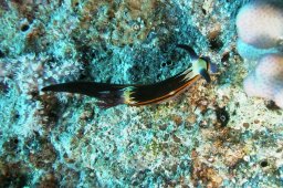 20010614_Erg_Abu_Ramada_0021
